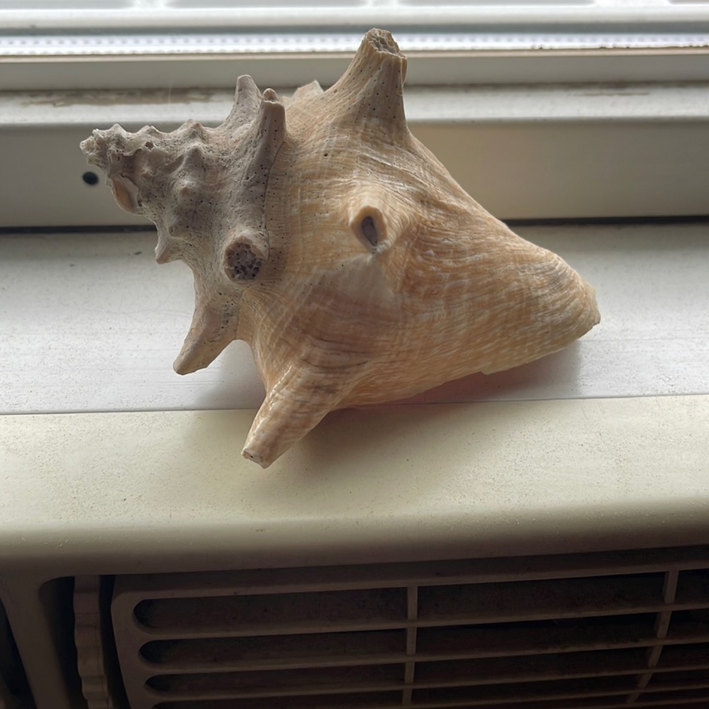 Shell